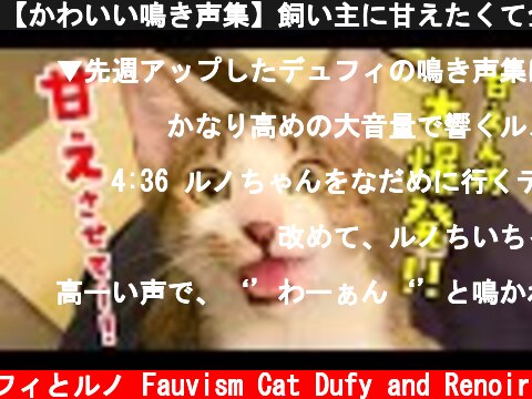 【かわいい鳴き声集】飼い主に甘えたくて全力で気持ちを訴える子猫ルノの鳴き声集  (c) 猫のデュフィとルノ Fauvism Cat Dufy and Renoir